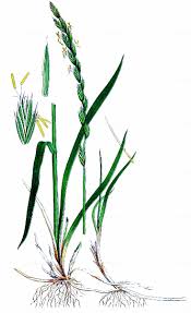 Attēlu rezultāti vaicājumam “Elytrigia repens subsp. arenosa”