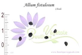 Résultat de recherche d'images pour "Allium fistulosum"