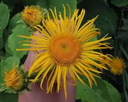 Image result for Telekia speciosa