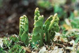 Attēlu rezultāti vaicājumam “Botrychium lunaria”