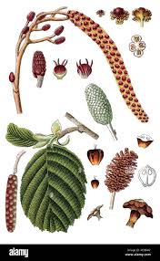 Attēlu rezultāti vaicājumam “Alnus glutinosa fruit”