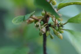 Attēlu rezultāti vaicājumam “Frangula alnus flower”