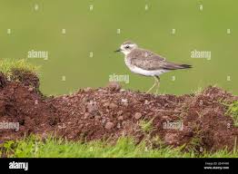 Image result for Charadrius asiaticus