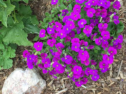 Image result for Aubrieta hybrida (cultorum)