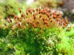 Attēlu rezultāti vaicājumam “Tortula truncata sporophyte”