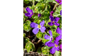 Attēlu rezultāti vaicājumam “Aubrieta deltoidea flower”