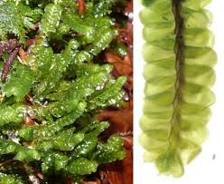 Attēlu rezultāti vaicājumam “Plagiochila porelloides sporophyte”