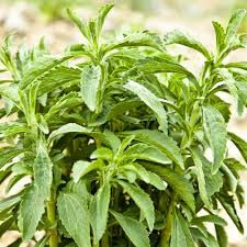 Image result for Stevia rebaudiana