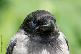 Attēlu rezultāti vaicājumam “Corvus cornix juvenile”