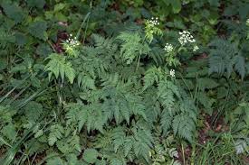 Image result for Chaerophyllum aureum