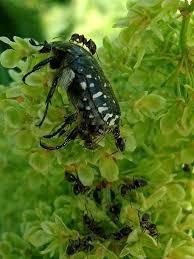 Attēlu rezultāti vaicājumam “Oxythyrea funesta”