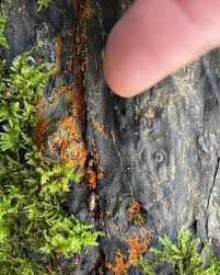 Attēlu rezultāti vaicājumam “Nectria peziza”