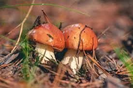 Attēlu rezultāti vaicājumam “Suillus luteus”