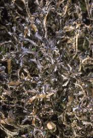 Attēlu rezultāti vaicājumam “Cetraria ericetorum”