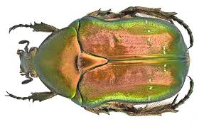 Attēlu rezultāti vaicājumam “Cetonia aurata imago”