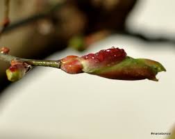 Attēlu rezultāti vaicājumam “Tilia cordata bud”