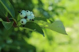 Attēlu rezultāti vaicājumam “Cornus sericea fruit”