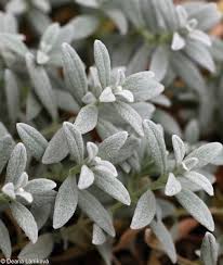 Attēlu rezultāti vaicājumam “Cerastium tomentosum leaf”