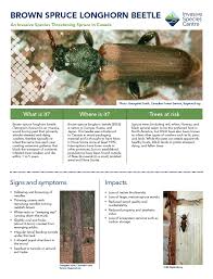 Attēlu rezultāti vaicājumam “Tetropium fuscum”