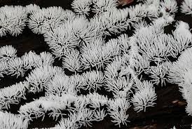 Attēlu rezultāti vaicājumam “Ceratiomyxa morchella stalked”