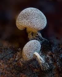 Attēlu rezultāti vaicājumam “Physarum xanthinum macro”