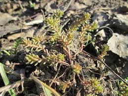 Attēlu rezultāti vaicājumam “Sedum sexangulare leaf”