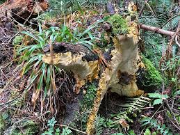 Attēlu rezultāti vaicājumam “Perenniporia subacida”