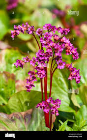 Attēlu rezultāti vaicājumam “Bergenia crassifolia flower”