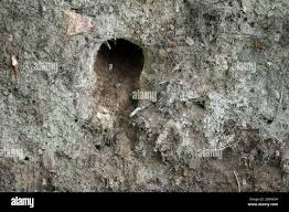 Attēlu rezultāti vaicājumam “Alcedo atthis nest”