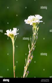 Attēlu rezultāti vaicājumam “Berteroa incana flower”