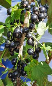 Attēlu rezultāti vaicājumam “Ribes nigrum fruit”