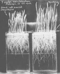 Image result for Viktor Grebennikov