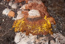 Attēlu rezultāti vaicājumam “Fuligo septica cf. rufa spores”