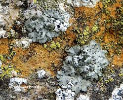 Attēlu rezultāti vaicājumam “Phaeophyscia orbicularis”