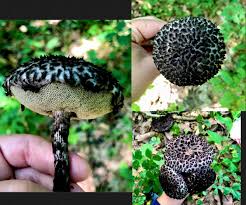 Attēlu rezultāti vaicājumam “Strobilomyces strobilaceus”