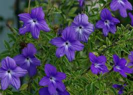 Image result for Browallia speciosa