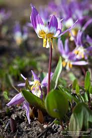 Attēlu rezultāti vaicājumam “Erythronium sibiricum”