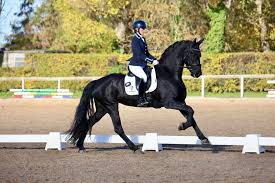 Image result for Interfreestyle Sport Karate