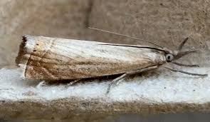 Attēlu rezultāti vaicājumam “Chrysoteuchia culmella”