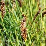 Attēlu rezultāti vaicājumam “Blysmus compressus fruit”