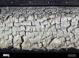 Attēlu rezultāti vaicājumam “Antrodia xantha”