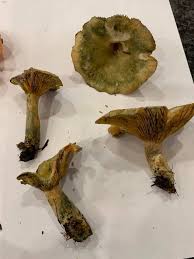 Attēlu rezultāti vaicājumam “Lactarius lygniotus”