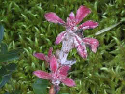 Attēlu rezultāti vaicājumam “Exobasidium vaccinii”