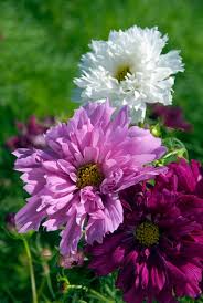 Image result for Cosmos bipinnatus `Double Click`