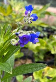 Attēlu rezultāti vaicājumam “Lophozia longiflora”