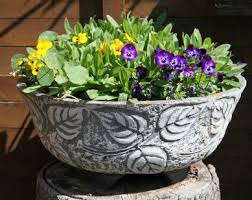 Image result for Hornveilchen