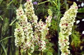 Image result for Verbascum blattaria