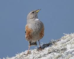 Image result for Prunella collaris