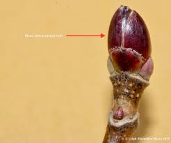 Attēlu rezultāti vaicājumam “Acer platanoides bud”