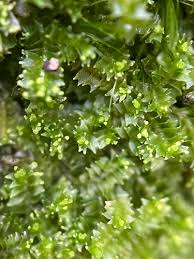 Attēlu rezultāti vaicājumam “Lophozia ventricosa”